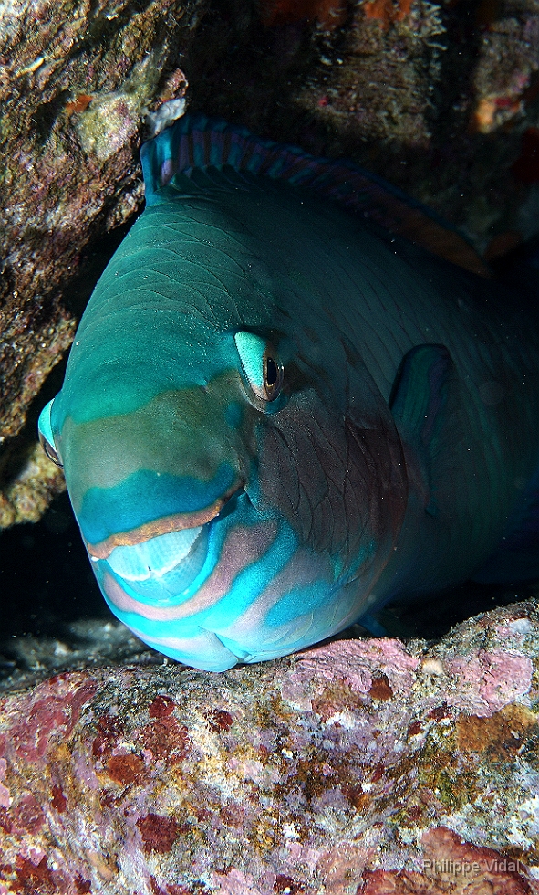 Birmanie - Mergui - 2018 - DSC02929 - Bleekers parrotfish - Perroquet a joue blanche - Chlorurus bleekeri.jpg